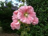 Hollyhock pink_2 